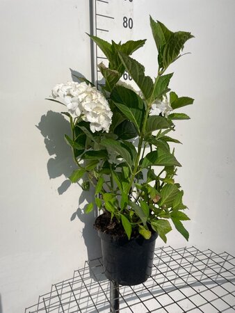 Hydrangea m. 'Mad. Emile Mouillère' geen maat specificatie cont. 7,5L - afbeelding 2