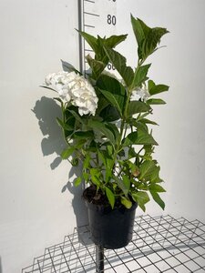 Hydrangea m. 'Mad. Emile Mouillère' geen maat specificatie cont. 7,5L - afbeelding 2