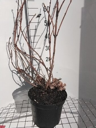 Hydrangea m. 'Mad. Emile Mouillère' geen maat specificatie cont. 7,5L - afbeelding 3