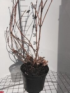 Hydrangea m. 'Mad. Emile Mouillère' geen maat specificatie cont. 7,5L - afbeelding 3