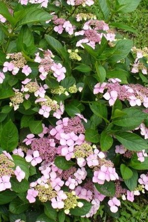 Hydrangea m. 'Mariesii Lilacina' 25-30 cm cont. 3,0L