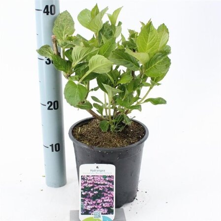Hydrangea m. 'Mariesii Perfecta' = Blue Wave 20-25 cm cont. 2,0L - afbeelding 1