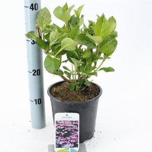 Hydrangea m. 'Mariesii Perfecta' = Blue Wave 20-25 cm cont. 2,0L