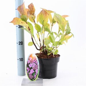 Hydrangea m. 'Mariesii Perfecta' = Blue Wave 20-25 cm cont. 2,0L - afbeelding 2