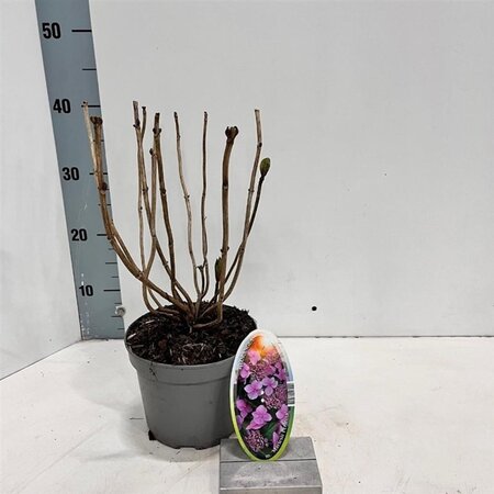 Hydrangea m. 'Mariesii Perfecta' = Blue Wave 20-25 cm cont. 2,0L - afbeelding 4