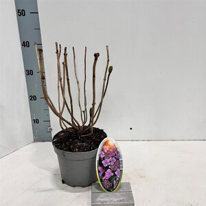 Hydrangea m. 'Mariesii Perfecta' = Blue Wave 20-25 cm cont. 2,0L - afbeelding 4