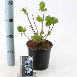 Hydrangea m. 'Mariesii Perfecta' = Blue Wave 20-25 cm cont. 2,0L - afbeelding 3