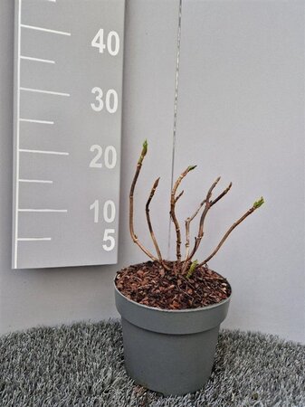 Hydrangea m. 'Mariesii Perfecta' = Blue Wave geen maat specificatie cont. 3,0L