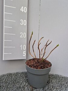 Hydrangea m. 'Mariesii Perfecta' = Blue Wave geen maat specificatie cont. 3,0L