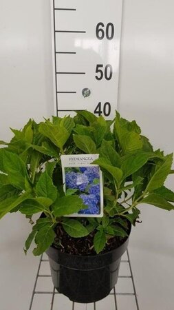 Hydrangea m. 'Nikko Blue' 40-50 cm cont. 5,0L - afbeelding 4