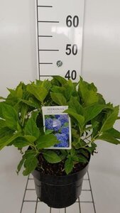 Hydrangea m. 'Nikko Blue' 40-50 cm cont. 5,0L - afbeelding 4