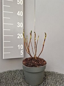 Hydrangea m. 'Nikko Blue' geen maat specificatie cont. 3,0L