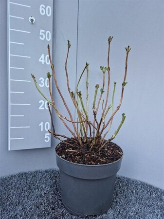 Hydrangea m. 'Nikko Blue' geen maat specificatie cont. 7,5L