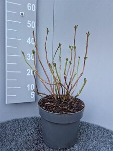 Hydrangea m. 'Nikko Blue' geen maat specificatie cont. 7,5L