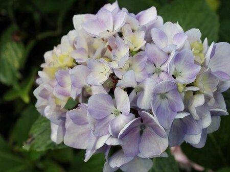 Hydrangea m. 'Nigra' 25-30 cm cont. 3,0L - afbeelding 1
