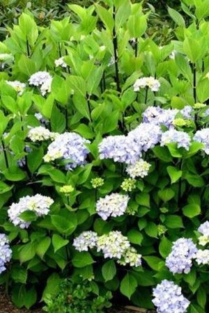 Hydrangea m. 'Nigra' 25-30 cm cont. 3,0L - afbeelding 2