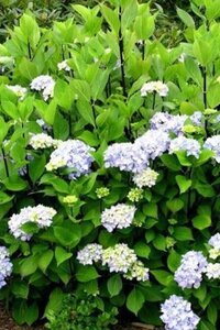 Hydrangea m. 'Nigra' 25-30 cm cont. 3,0L - afbeelding 2