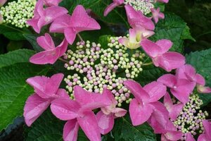 Hydrangea m. Nizza 25-30 cm cont. 3,0L