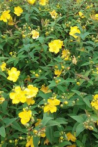 Hypericum moserianum geen maat specificatie cont. 3,0L