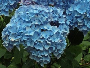Hydrangea m. 'Otaksa' 25-30 cm cont. 3,0L