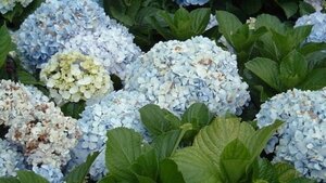 Hydrangea m. 'Otaksa' 25-30 cm cont. 3,0L - afbeelding 2