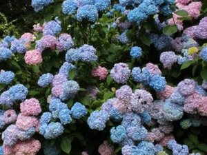 Hydrangea m. 'Otaksa' 25-30 cm cont. 3,0L - afbeelding 3