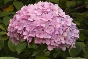Hydrangea m. Peppermint 25-30 cm cont. 3,0L - afbeelding 3