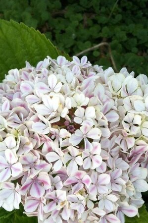 Hydrangea m. Peppermint 25-30 cm cont. 3,0L - afbeelding 4