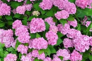 Hydrangea m. Peppermint 30-40 cm cont. 3,0L