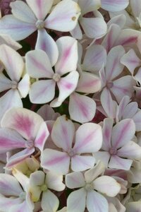 Hydrangea m. Peppermint 30-40 cm cont. 3,0L - afbeelding 2