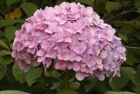 Hydrangea m. Peppermint 30-40 cm cont. 3,0L - afbeelding 3