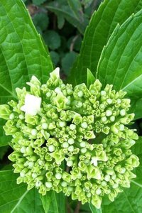 Hydrangea m. Peppermint 30-40 cm cont. 3,0L - afbeelding 5