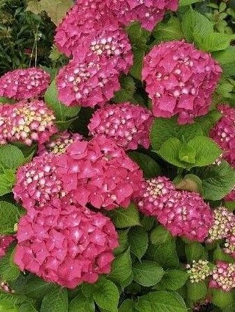Hydrangea m. 'Rotkehlchen' 25-30 cm cont. 3,0L