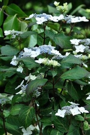 Hydrangea m. 'Ramis Pictis' 25-30 cm cont. 3,0L - afbeelding 1