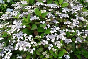 Hydrangea m. 'Ramis Pictis' 25-30 cm cont. 3,0L - image 2