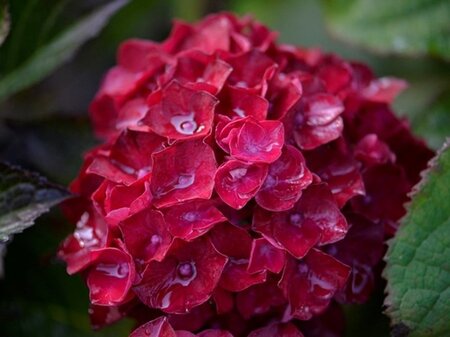 Hydrangea m. 'Selma' 25-30 cm cont. 3,0L - afbeelding 1