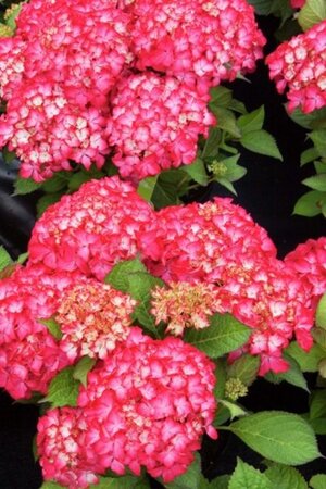 Hydrangea m. 'Selma' 25-30 cm cont. 3,0L - afbeelding 2