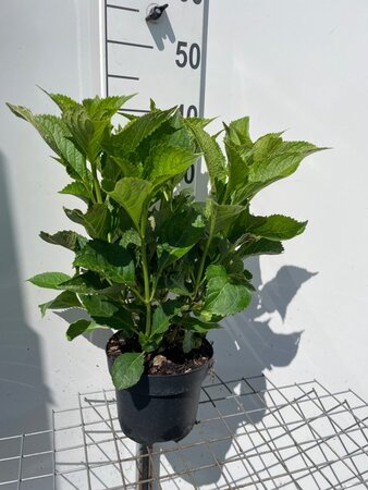 Hydrangea m. 'Taube' ROZE geen maat specificatie cont. 3,0L - afbeelding 2