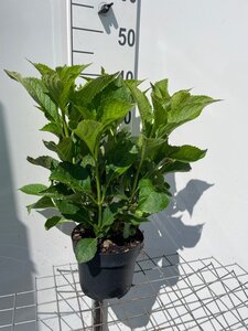 Hydrangea m. 'Taube' ROZE geen maat specificatie cont. 3,0L - afbeelding 2