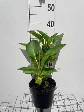 Hydrangea m. 'Taube' ROZE geen maat specificatie cont. 3,0L - afbeelding 1