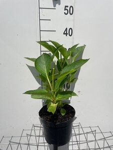 Hydrangea m. 'Taube' ROZE geen maat specificatie cont. 3,0L - afbeelding 1