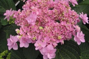 Hydrangea m. You & Me Forever 25-30 cm cont. 3,0L