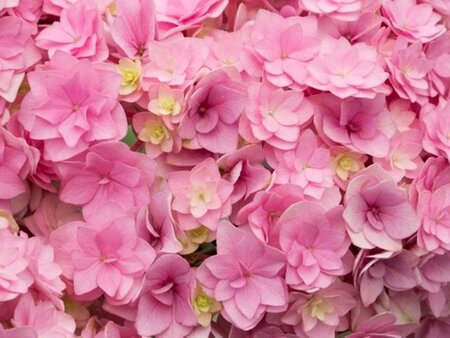 Hydrangea m. You & Me Forever 25-30 cm cont. 3,0L - afbeelding 2