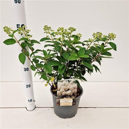 Hydrangea pan. Bobo 30-40 cm cont. 3,0L - afbeelding 5