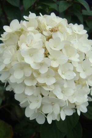 Hydrangea pan. Bobo 30-40 cm cont. 3,0L - afbeelding 1