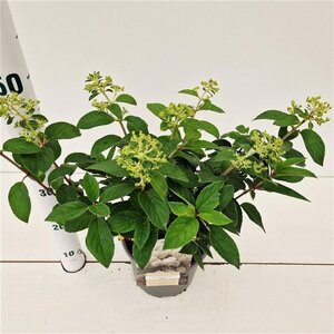 Hydrangea pan. Bobo 30-40 cm cont. 3,0L - afbeelding 6
