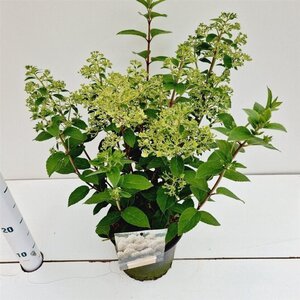 Hydrangea pan. Bobo 30-40 cm cont. 3,0L - afbeelding 4