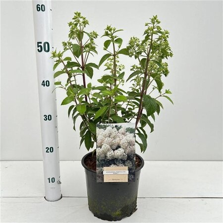 Hydrangea pan. Bobo 30-40 cm cont. 3,0L - afbeelding 7