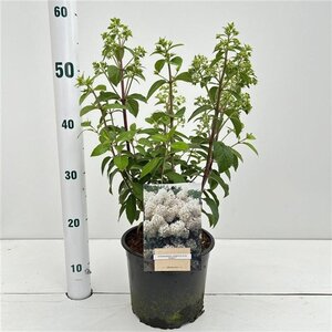 Hydrangea pan. Bobo 30-40 cm cont. 3,0L - afbeelding 7
