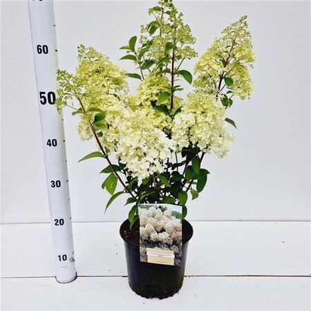 Hydrangea pan. Bobo 30-40 cm cont. 3,0L - afbeelding 8